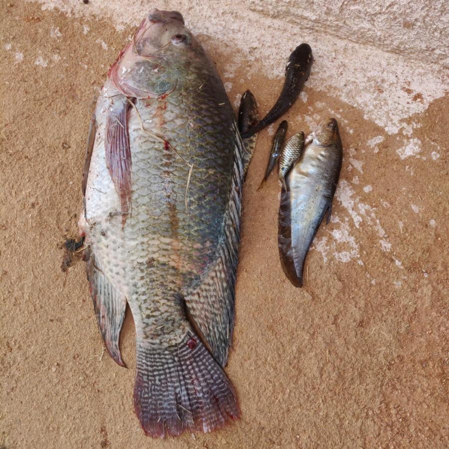 אורצ'ה Chandera Kothi מראה חיצוני תמונה